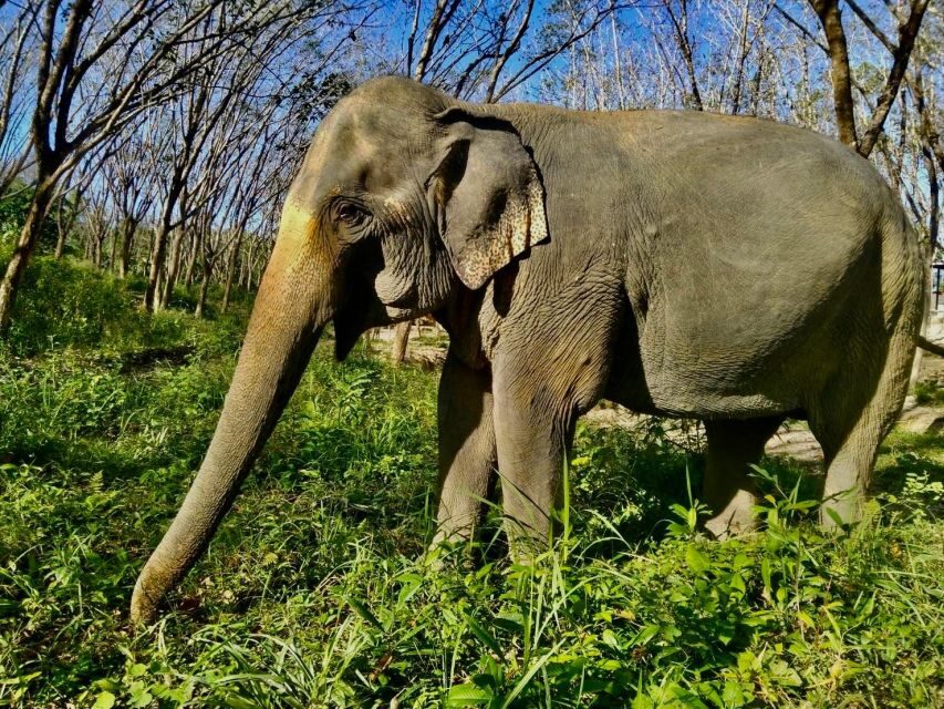 Khaolak: Sunset Elephant Walk with Complimentary Cocktail - Price and value: does $40 make sense?