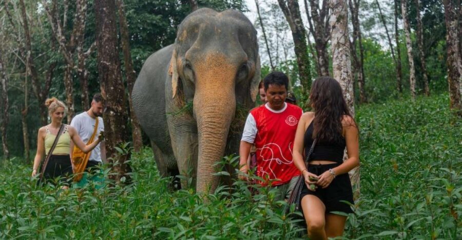 Khaolak: Sunset Elephant Walk with Complimentary Cocktail - The included cocktail: Mojito, Gin Tonic, or Exotis Splash