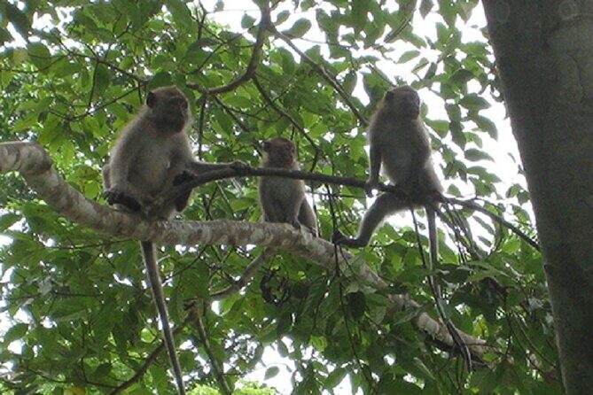 Khaosok Jungle Exploration from Khaolak - Bamboo rafting or river canoeing: the change of pace