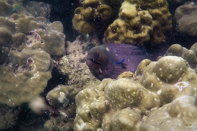 Local Reef Snorkelling and Deserted Beach - Snorkeling on a local reef: what you’re likely to see