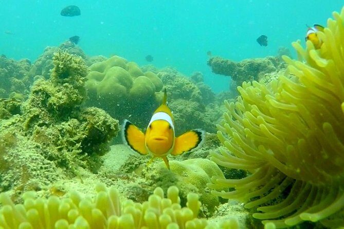 Local Reef Snorkelling and Deserted Beach - Price and logistics: where the value really shows