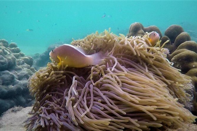 Local Reef Snorkelling and Deserted Beach - Who this tour is best for (and who should think twice)