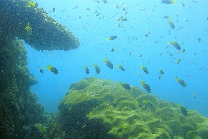 Local Reef Snorkelling and Deserted Beach - Sustainability mindset: good intentions, real ocean conditions