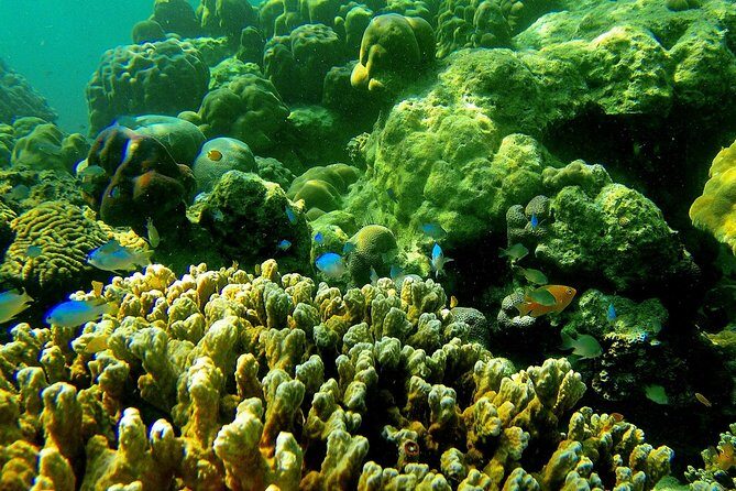 Private Surin Islands Longtail Boat Tour - Private longtail vs crowds: the exact value you’re buying