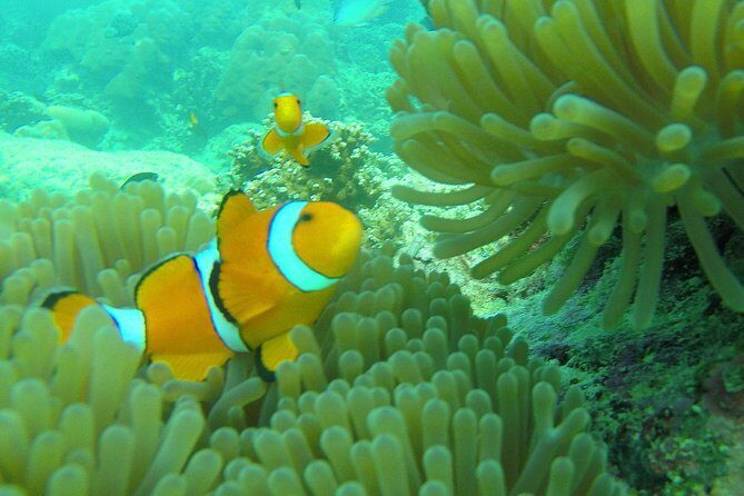 Private Surin Islands Longtail Boat Tour - Meeting your guide: why names like Mhan, Aoom, Nai matter