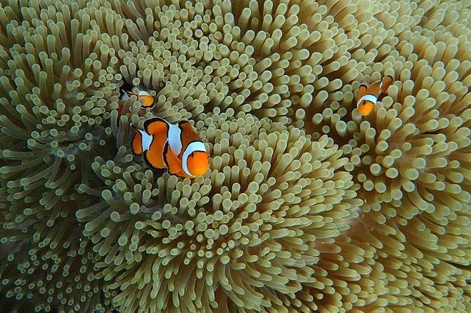 Similan Islands Snorkeling Day Trip By Love Andaman From Khao Lak - Snorkeling gear and marine life: what you’ll likely care about once you hit the water