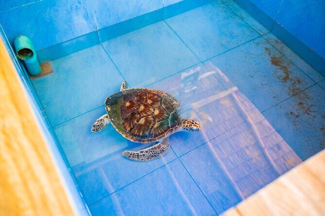 Similan Islands Snorkeling Tour By Speed Catamaran From Khao Lak - Comfort on a crowded catamaran: manage your expectations