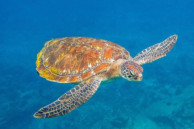 Similan Islands Snorkeling Tour By Speed Catamaran From Khao Lak - What to bring: simple stuff that prevents the usual hassles