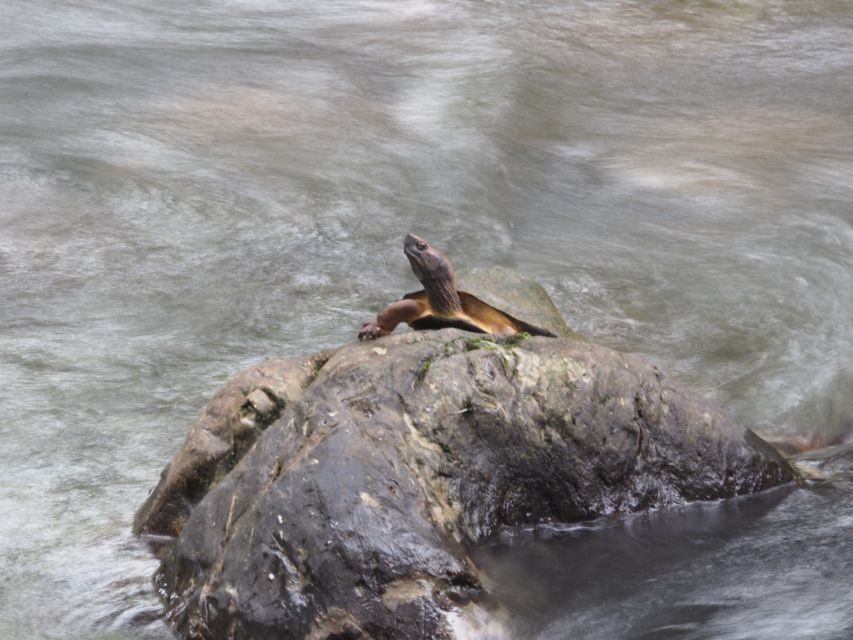 Sok River: Bamboo Raft Ride, Monkey Temple & View Point Tour - Monkey cave temple: what to expect from the wild monkeys