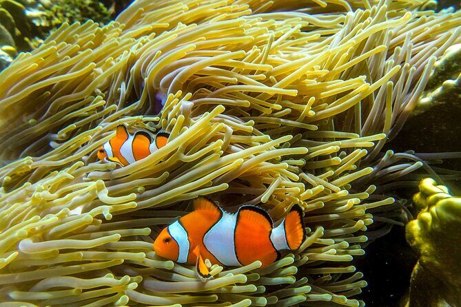 Surin Islands- Early Bird Snorkeltour from Khao Lak in English, French, German, Italian - An early start that actually makes sense for Surin