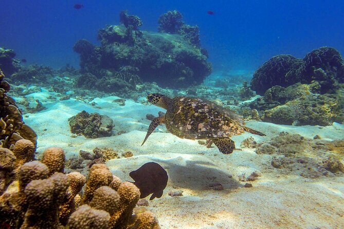 Surin Islands- Early Bird Snorkeltour from Khao Lak in English, French, German, Italian - Price and value: what $106 gets you