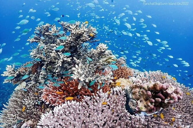 Surin Islands Overnight Beach Camping and Snorkeling Adventure - Day One snorkeling stops: Bon Bay and Sapparod Bay