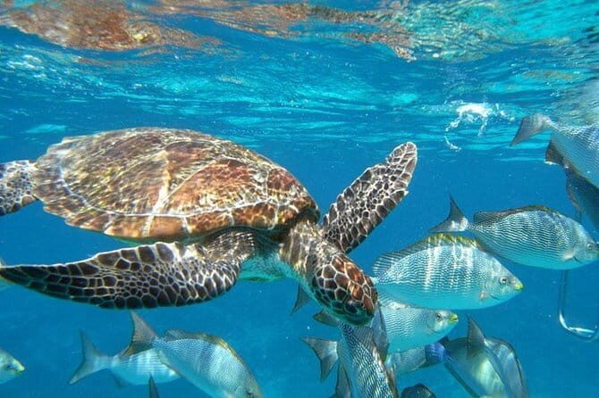 Surin Islands Snorkel Tour by SeaStar Andaman from Khao Lak - Lunch and snacks: what you get, and how to plan your appetite