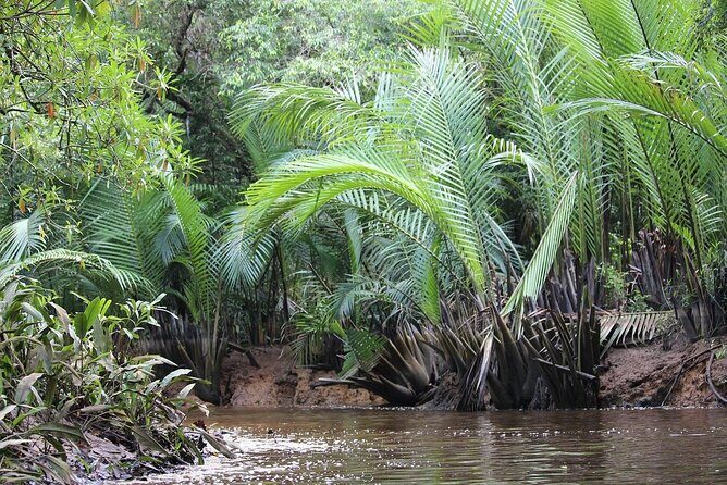 The Little Amazon and Sri Phang Nga Waterfall Full Day Tour From Khao Lak - Sri Phang Nga National Park trek: soft, but still a hike