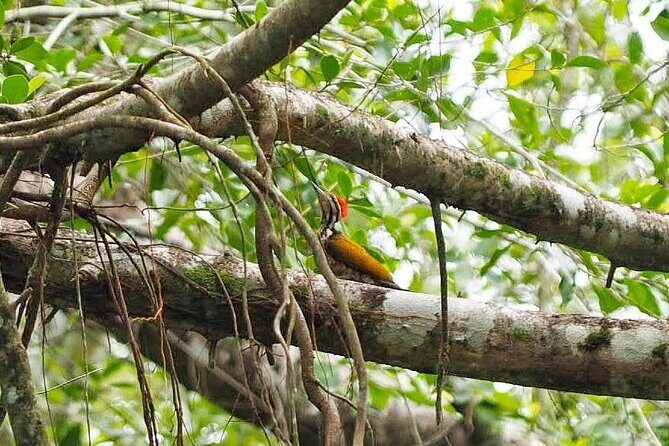 The Little Amazon and Sri Phang Nga Waterfall Full Day Tour From Khao Lak - Lunch, fruits, and snacks that actually matter