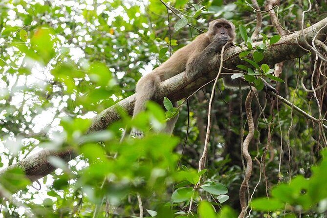 The Little Amazon and Sri Phang Nga Waterfall Full Day Tour From Khao Lak - Rommanee Hot Springs and a local coffee stop